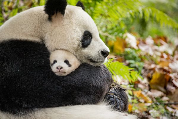 giant panda