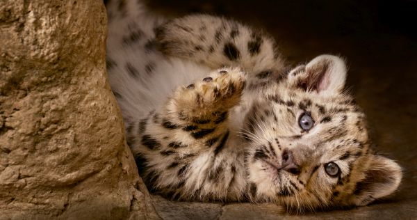 snow leopards