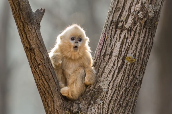 golden snub-nosed monkeys